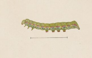 Entomology watercolour Pl.026 by George Hudson