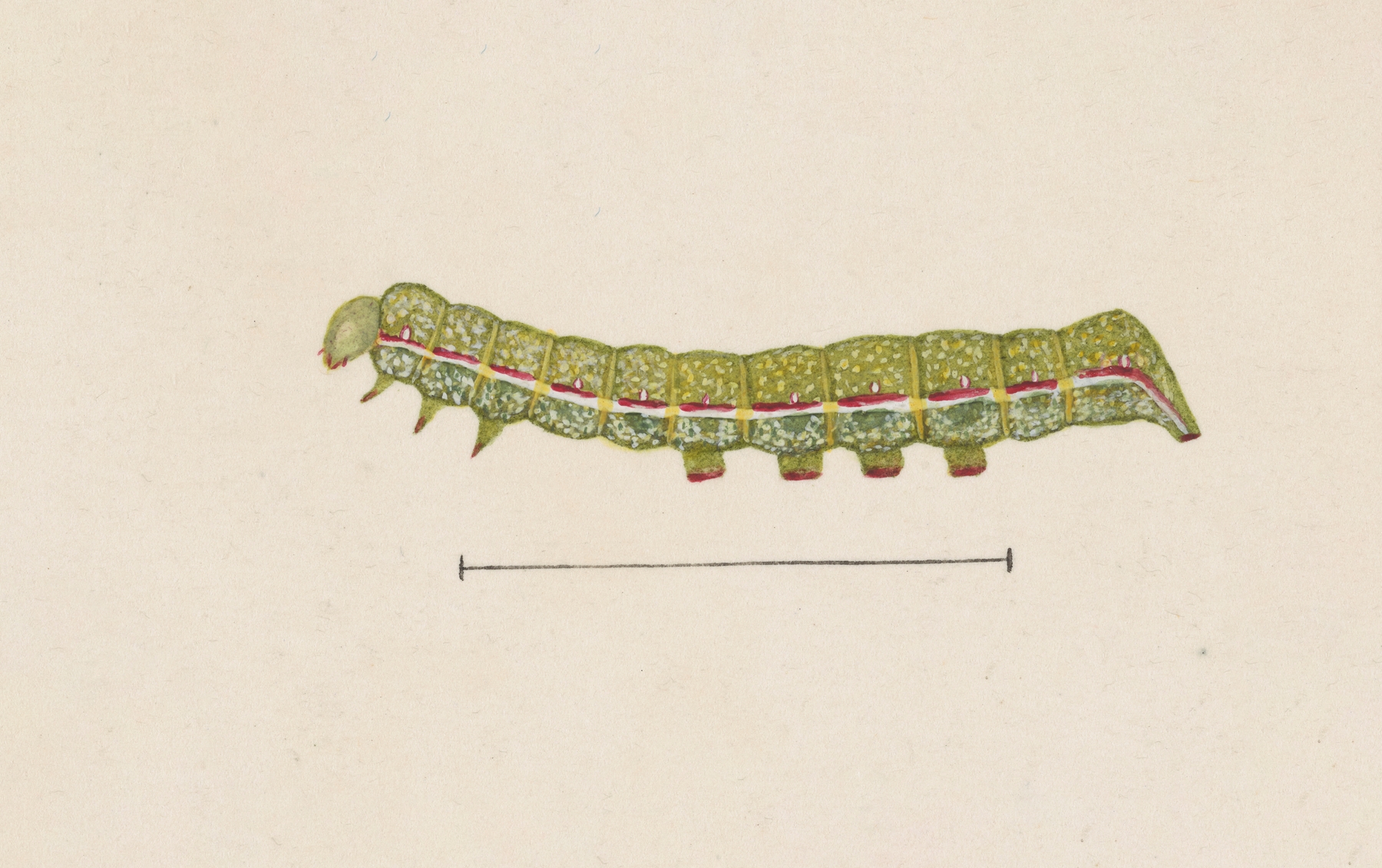 Entomology watercolour Pl.026 by George Hudson