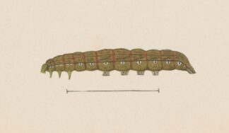 Entomology watercolour Pl.028 by George Hudson