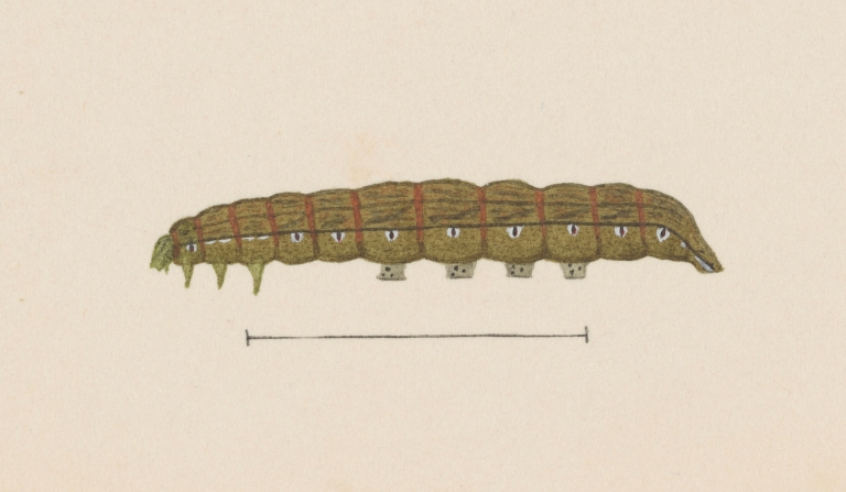 Entomology watercolour Pl.028 by George Hudson