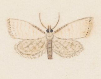 Entomology watercolour Pl.036 by George Hudson
