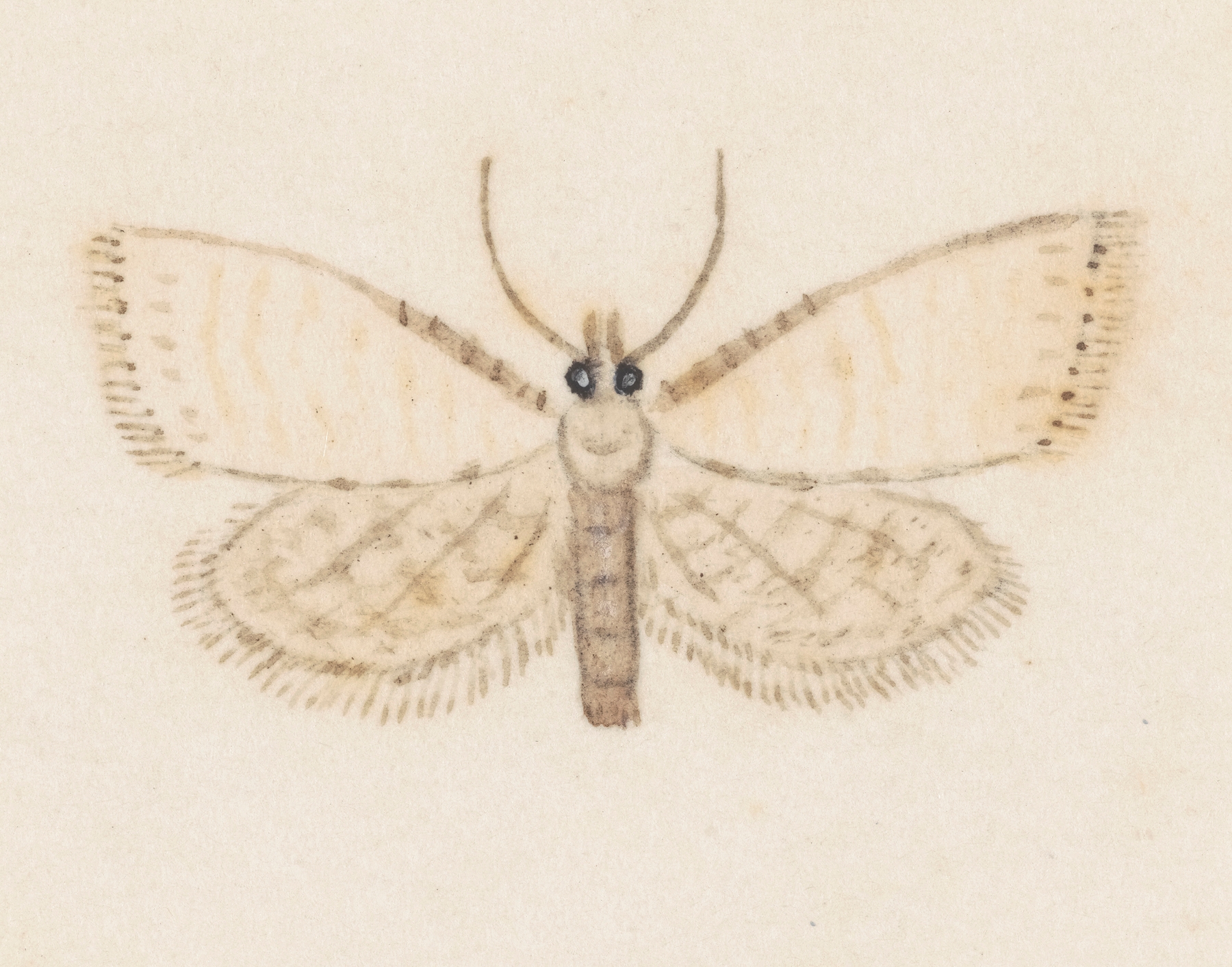 Entomology watercolour Pl.036 by George Hudson
