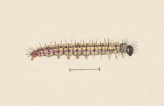 Entomology watercolour Pl.061 by George Hudson