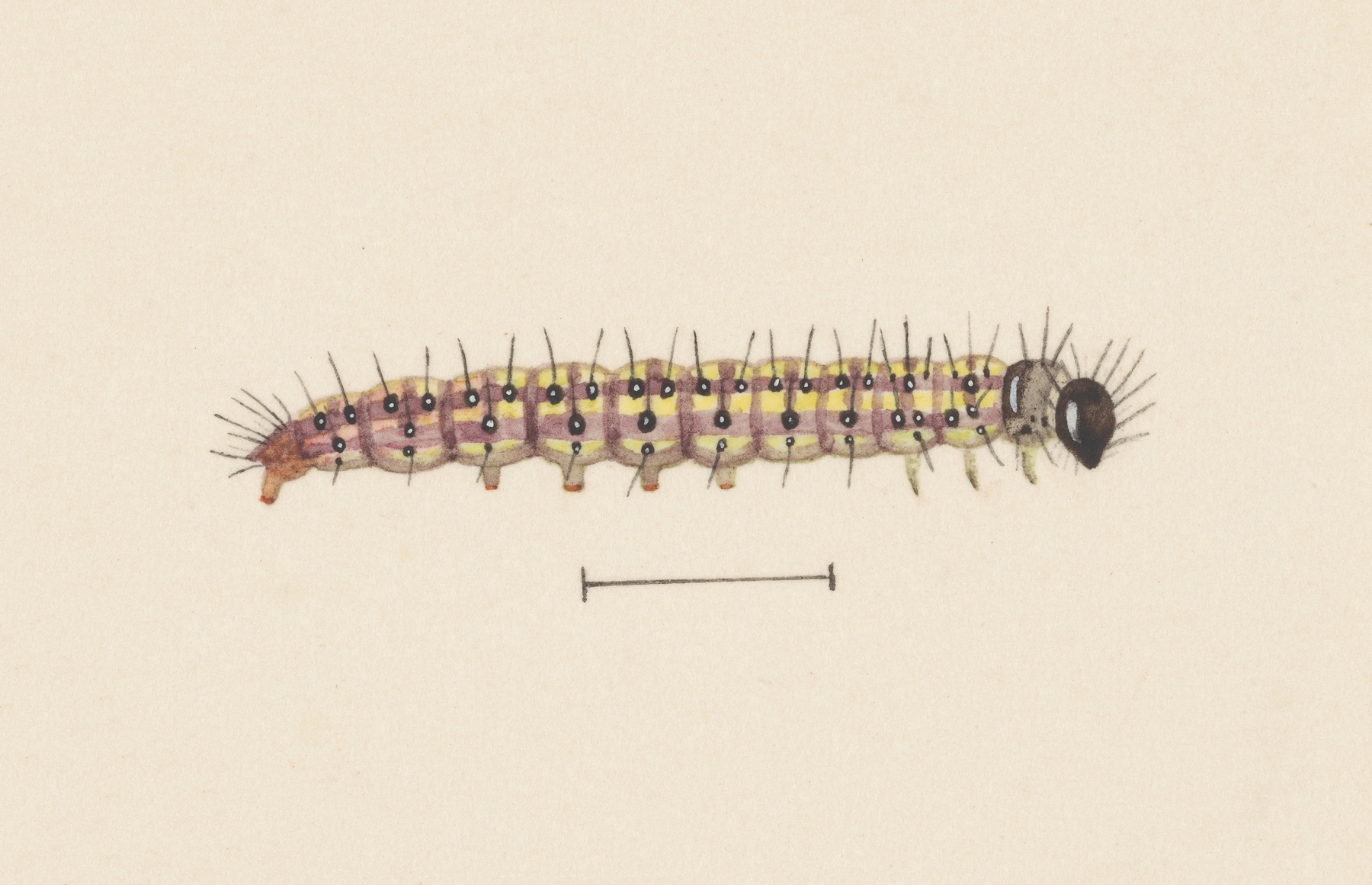 Entomology watercolour Pl.061 by George Hudson