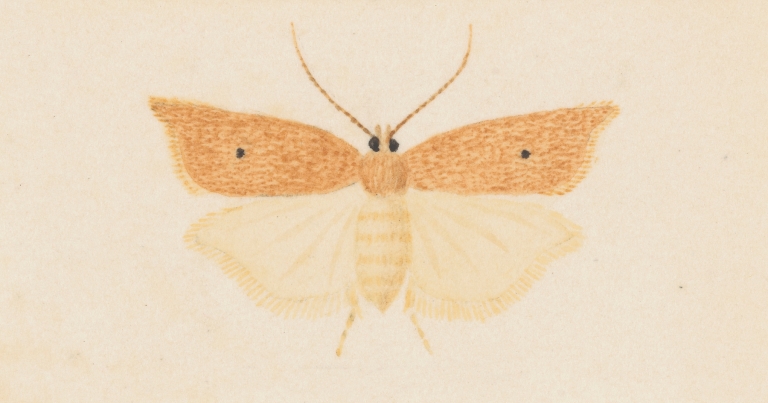 Entomology watercolour Pl.081 by George Hudson