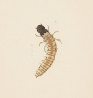 Entomology watercolour Pl.083 by George Hudson
