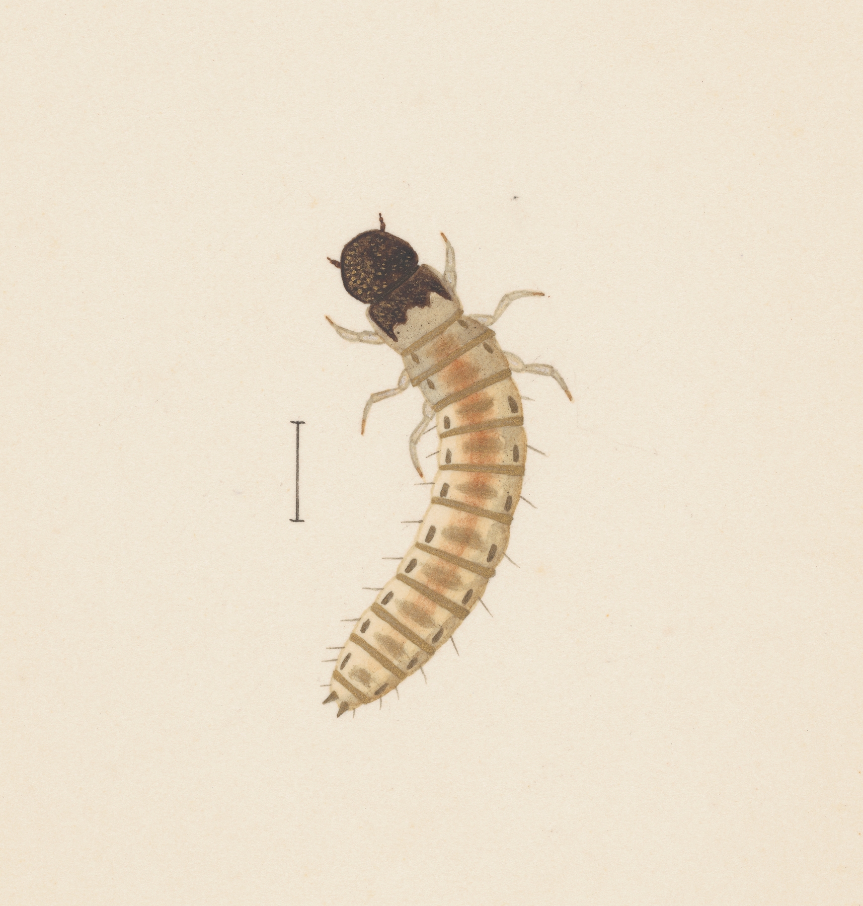 Entomology watercolour Pl.083 by George Hudson