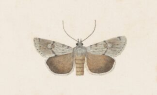 Entomology watercolour Pl.109 by George Hudson