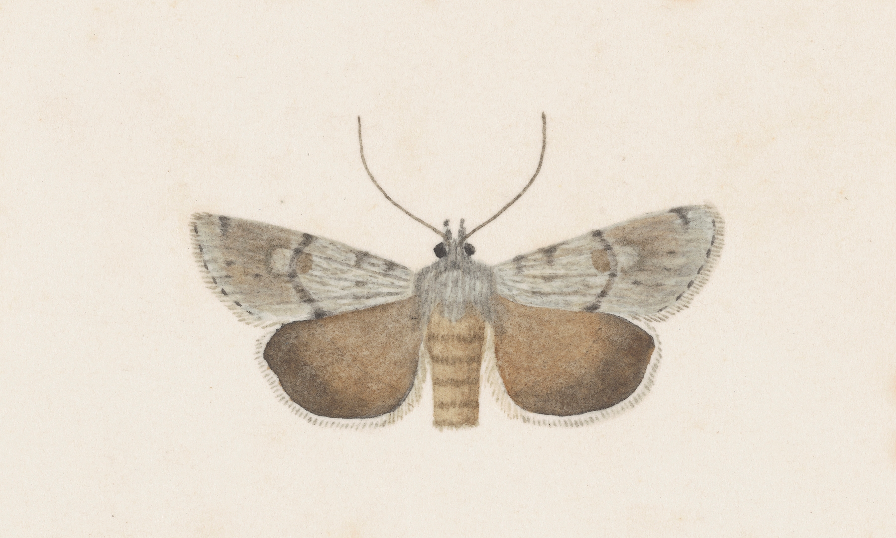 Entomology watercolour Pl.109 by George Hudson