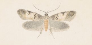 Entomology watercolour Pl.136 by George Hudson