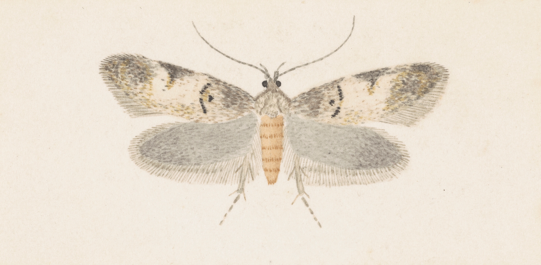 Entomology watercolour Pl.136 by George Hudson