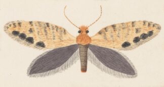 Entomology watercolour Pl.158 by George Hudson