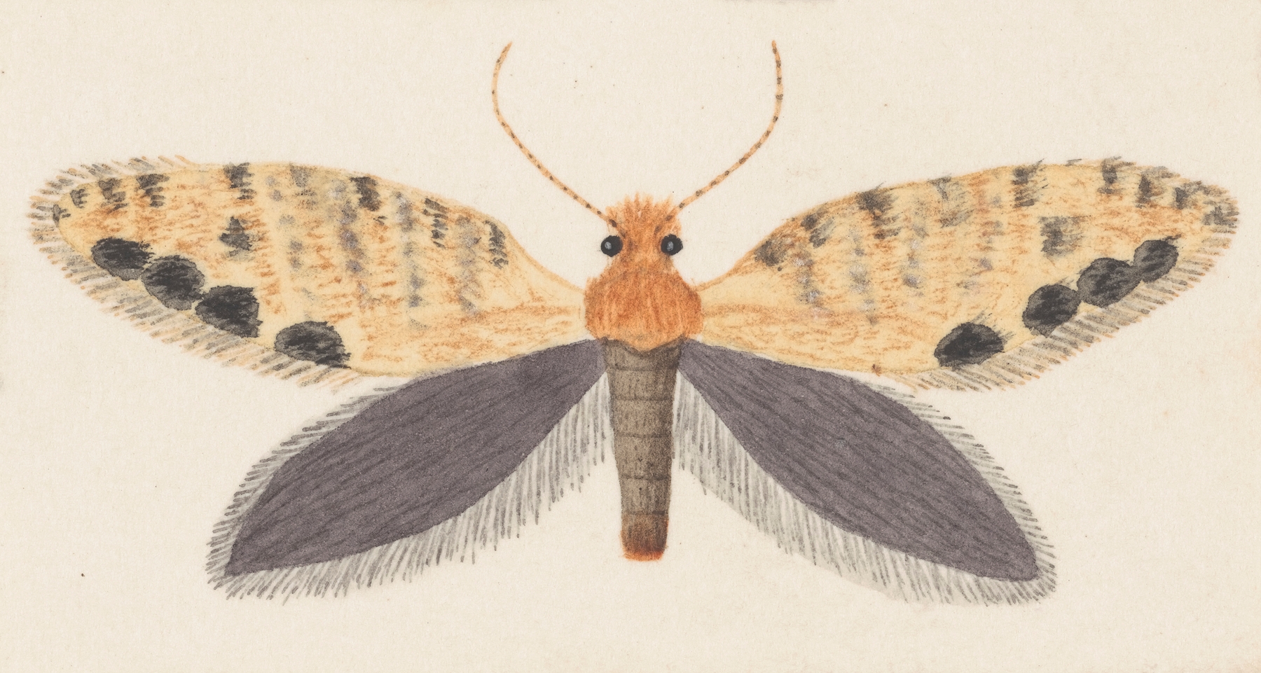 Entomology watercolour Pl.158 by George Hudson