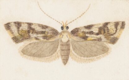 Entomology watercolour Pl.159 by George Hudson