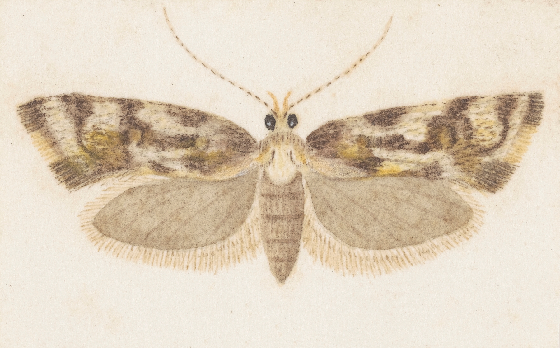 Entomology watercolour Pl.159 by George Hudson