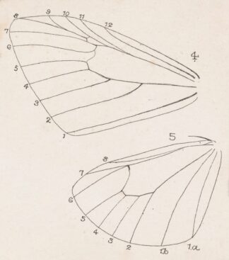 Entomology watercolour Pl.165 by George Hudson