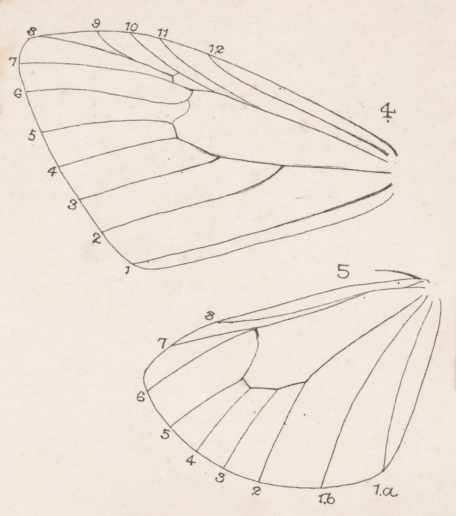 Entomology watercolour Pl.165 by George Hudson