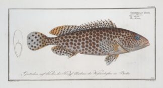 Epinephelus Merra, The Merra. by Marcus Elieser Bloch