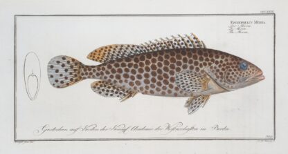 Epinephelus Merra, The Merra. by Marcus Elieser Bloch