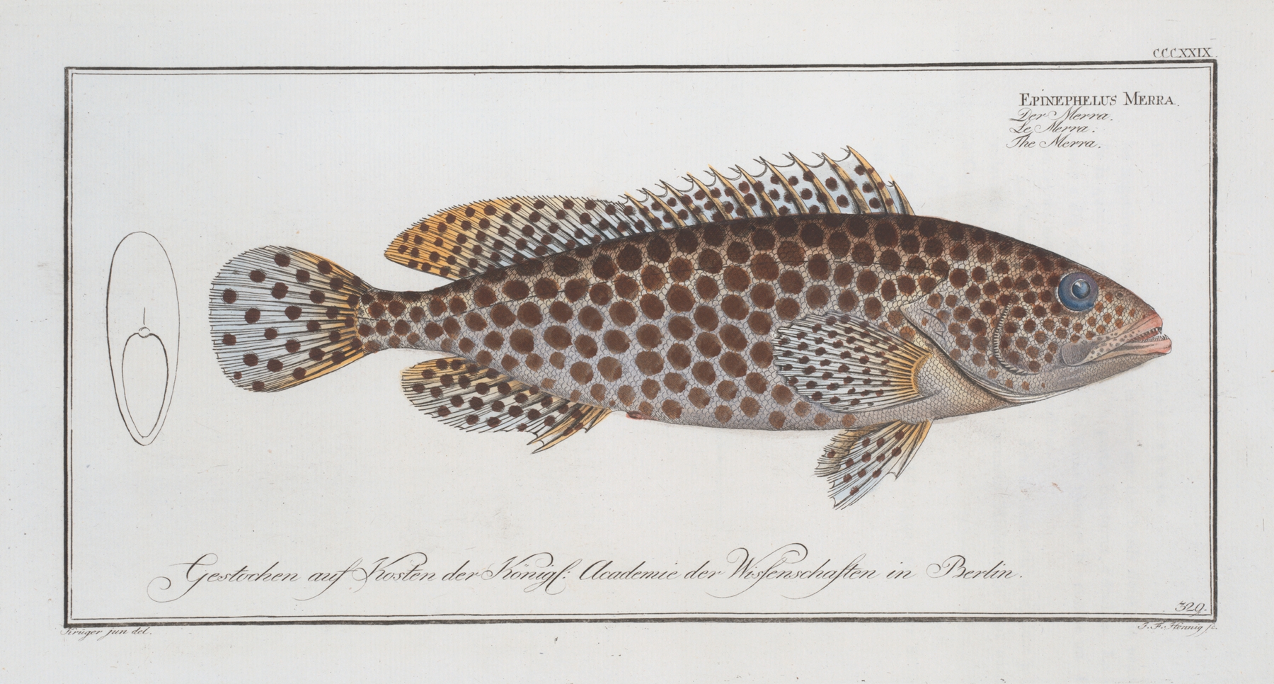Epinephelus Merra, The Merra. by Marcus Elieser Bloch