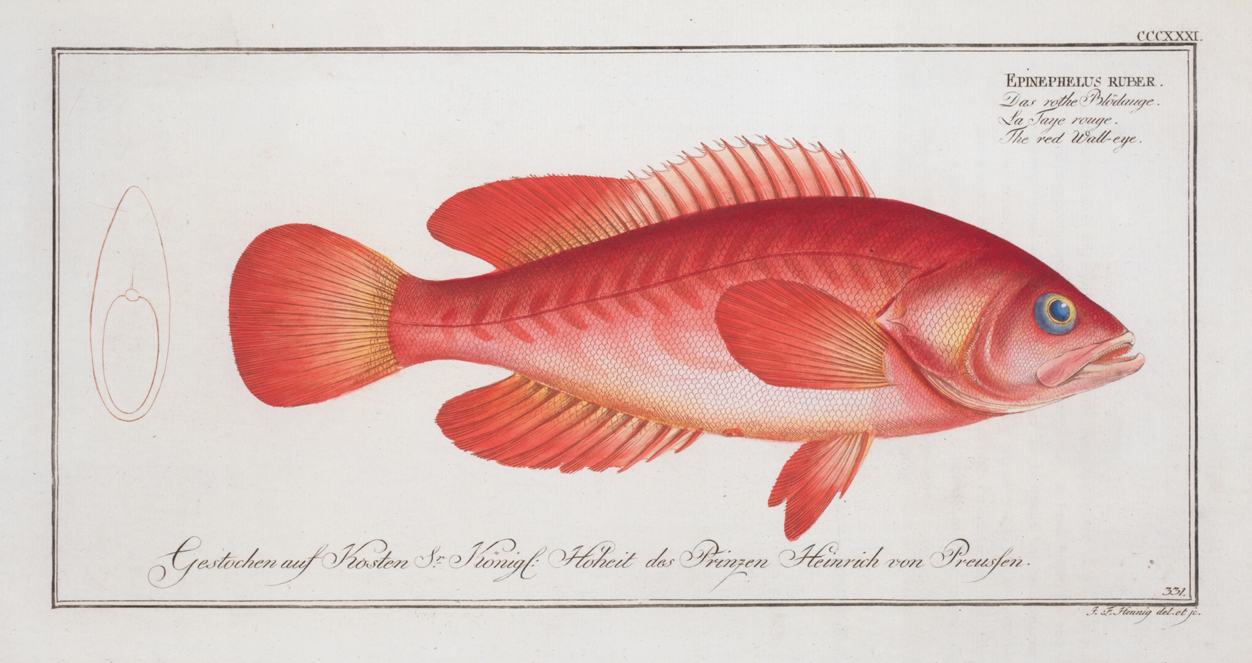 Epinephelus ruber, The red Wall-eye. by Marcus Elieser Bloch