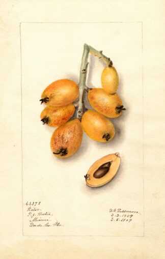 Eriobotrya japonica: Victor by Deborah Griscom Passmore