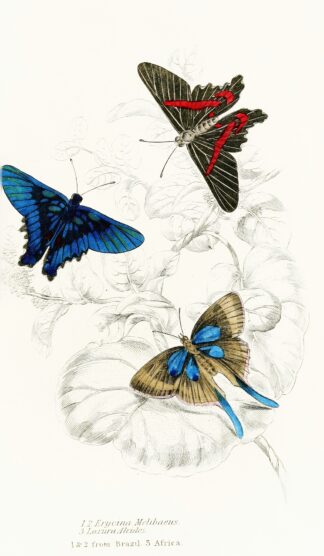 Erycina Melibaeus,Laxura Alcides by James Duncan