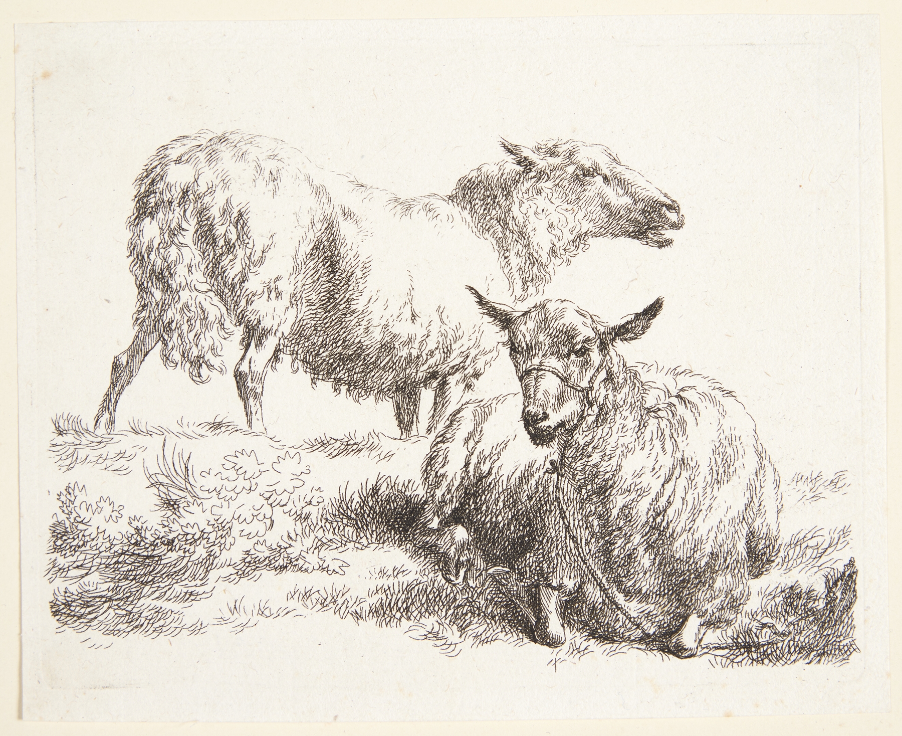 Et stående og et liggende får by Nicolaes Pietersz. Berchem