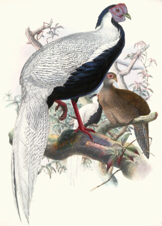 Euplocomus nycthemerus. by Joseph Smit