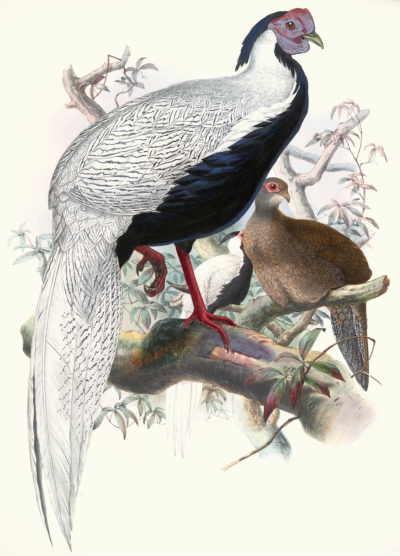 Euplocomus nycthemerus. by Joseph Smit