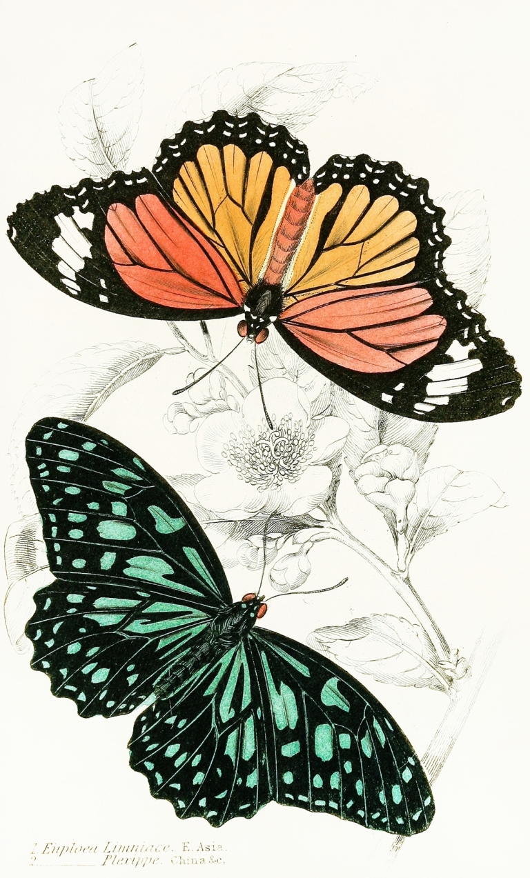 Euploea Limniace, Euploea Plexippe by James Duncan
