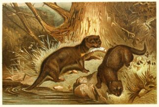 European Otter by Anonymous