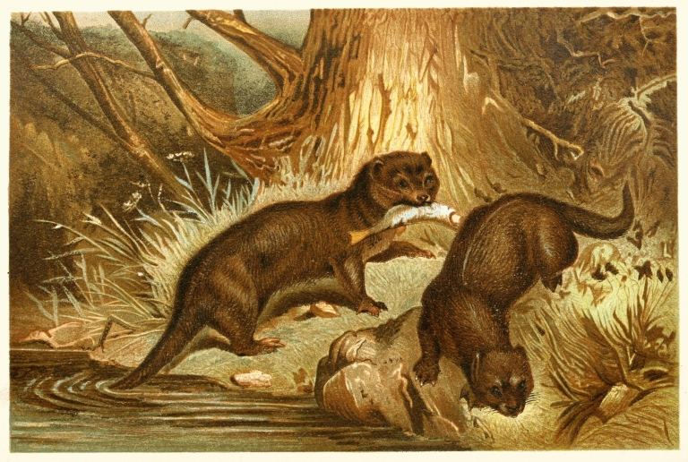 European Otter by Anonymous