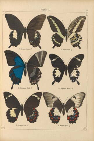 Exotische schmetterlinge Pl.004 by Otto Staudinger