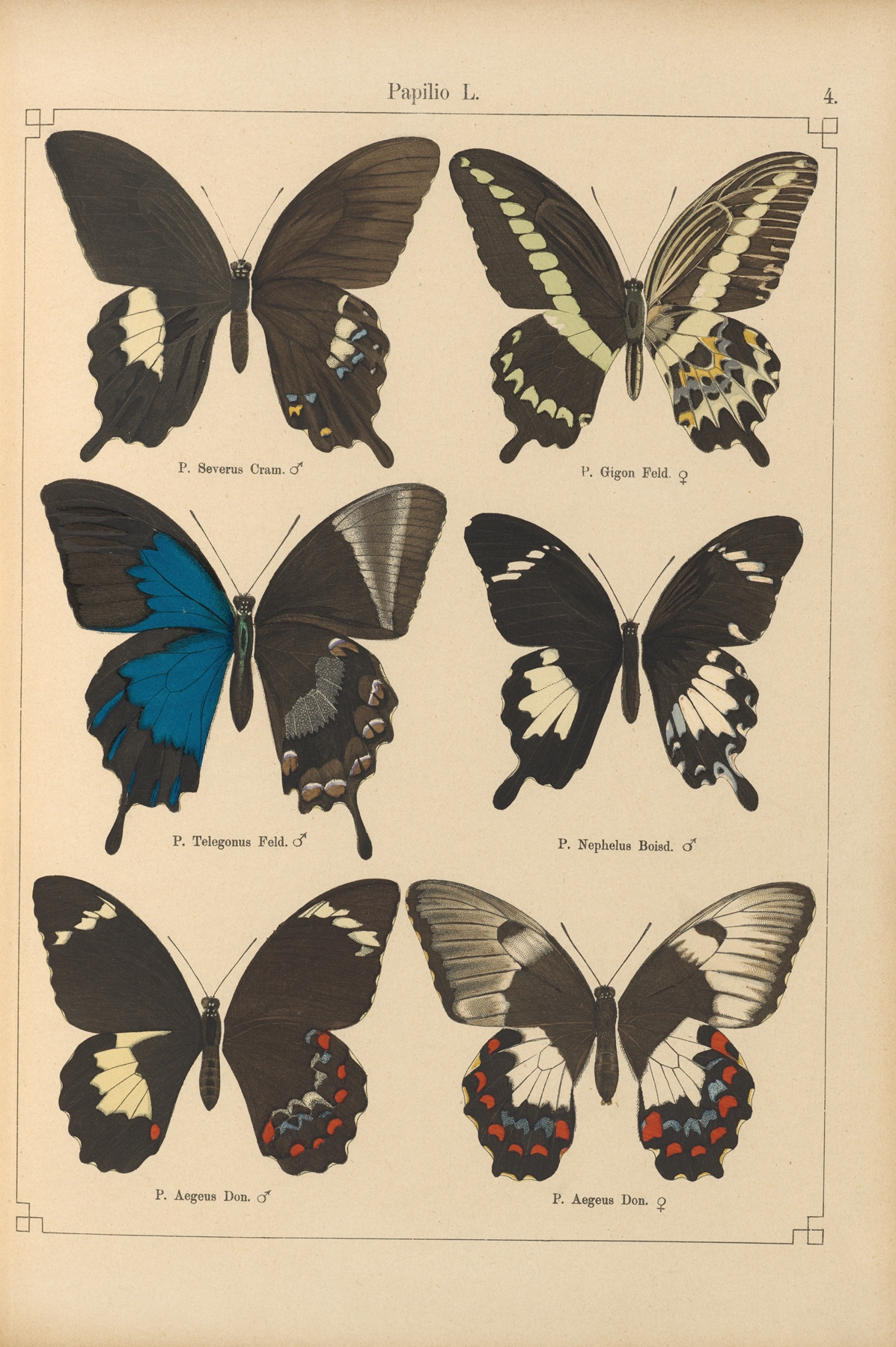 Exotische schmetterlinge Pl.004 by Otto Staudinger