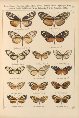 Exotische schmetterlinge Pl.027 by Otto Staudinger