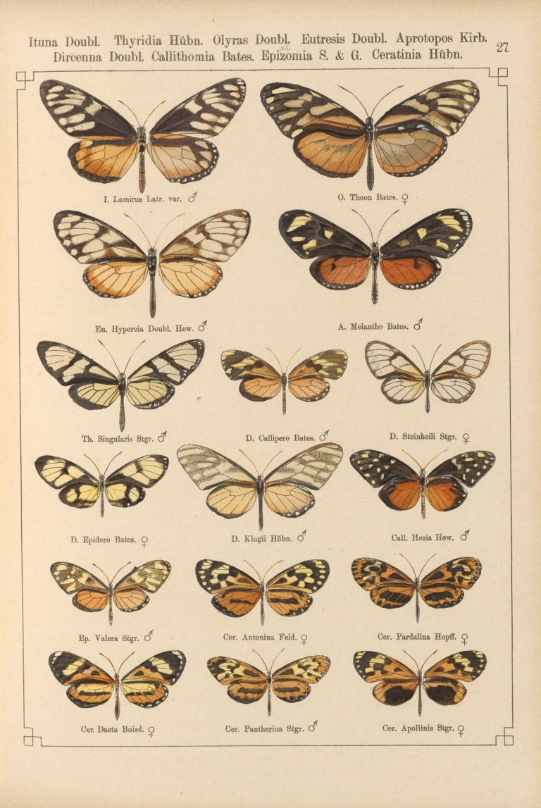Exotische schmetterlinge Pl.027 by Otto Staudinger