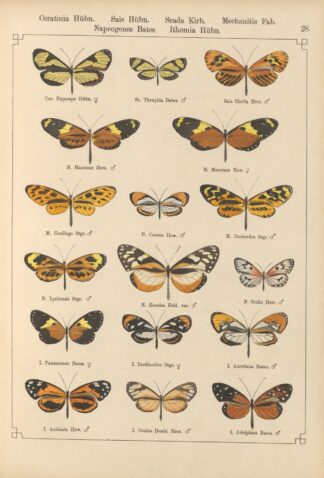 Exotische schmetterlinge Pl.028 by Otto Staudinger