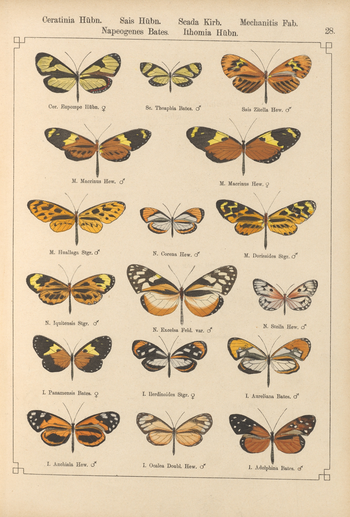 Exotische schmetterlinge Pl.028 by Otto Staudinger