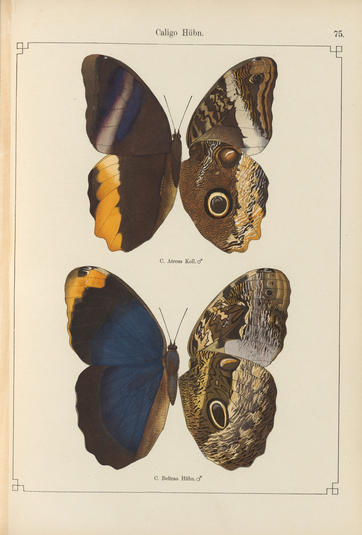 Exotische schmetterlinge Pl.075 by Otto Staudinger