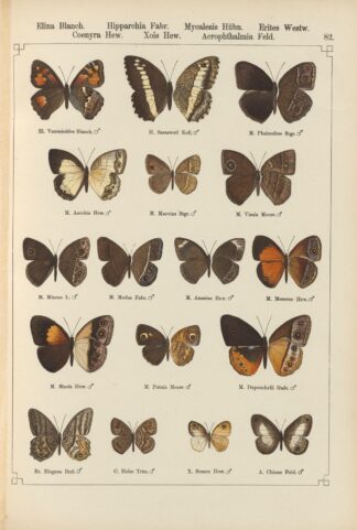 Exotische schmetterlinge Pl.082 by Otto Staudinger