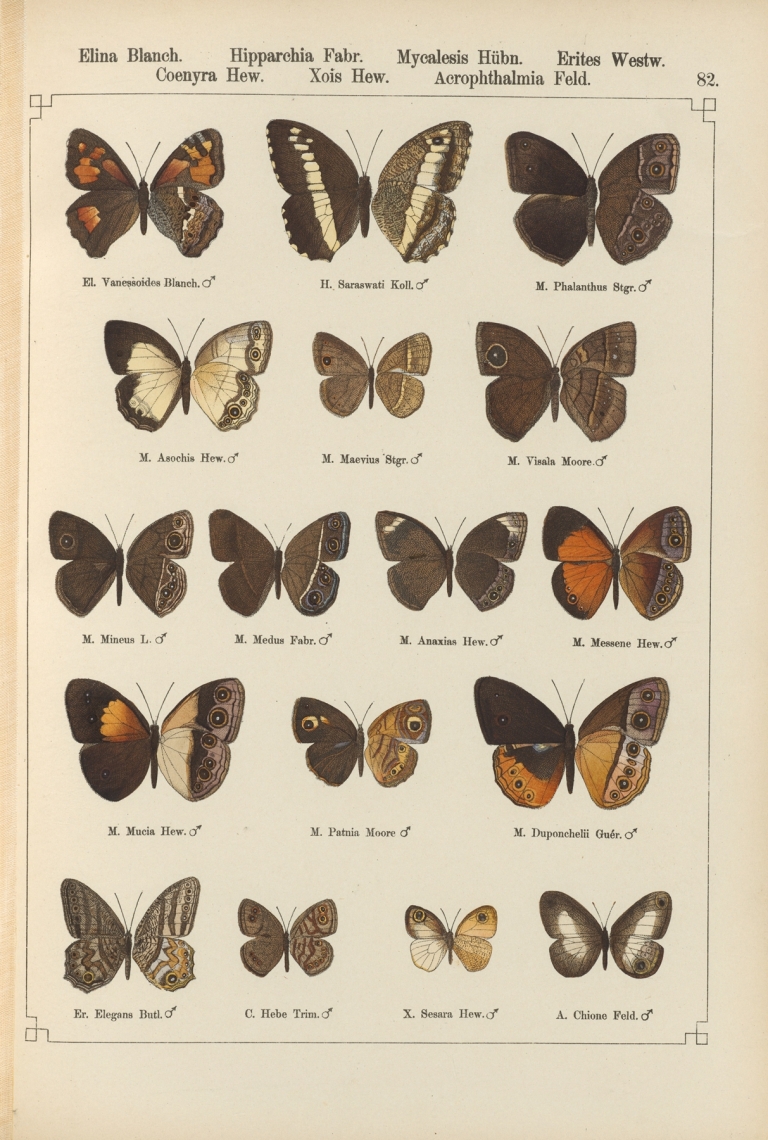 Exotische schmetterlinge Pl.082 by Otto Staudinger