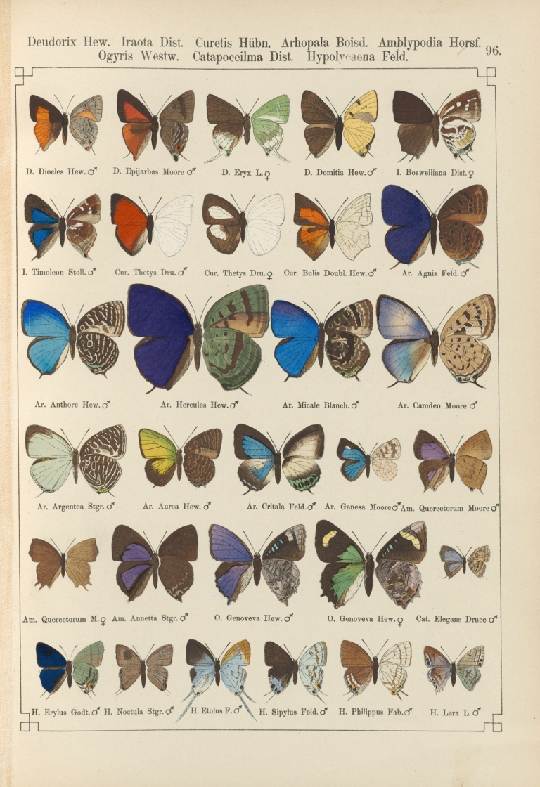 Exotische schmetterlinge Pl.096 by Otto Staudinger
