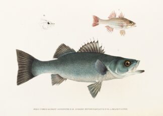 Fauna japonica Pl.002 by Philipp Franz Balthasar von Siebold