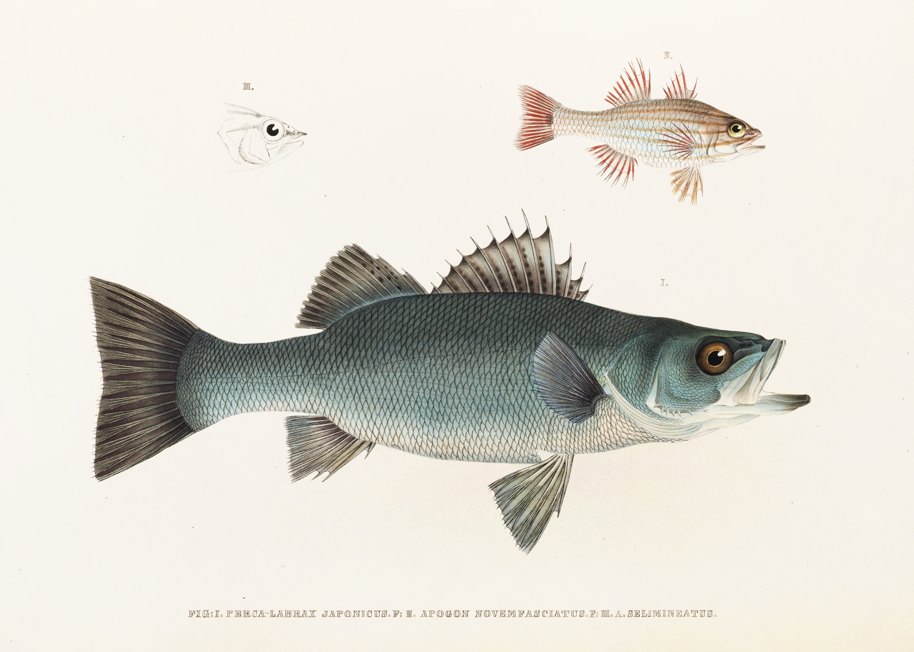 Fauna japonica Pl.002 by Philipp Franz Balthasar von Siebold