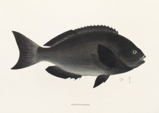 Fauna japonica Pl.052 by Philipp Franz Balthasar von Siebold