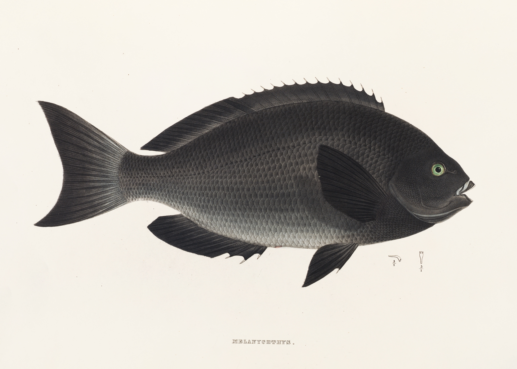 Fauna japonica Pl.052 by Philipp Franz Balthasar von Siebold