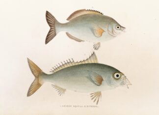 Fauna japonica Pl.053 by Philipp Franz Balthasar von Siebold