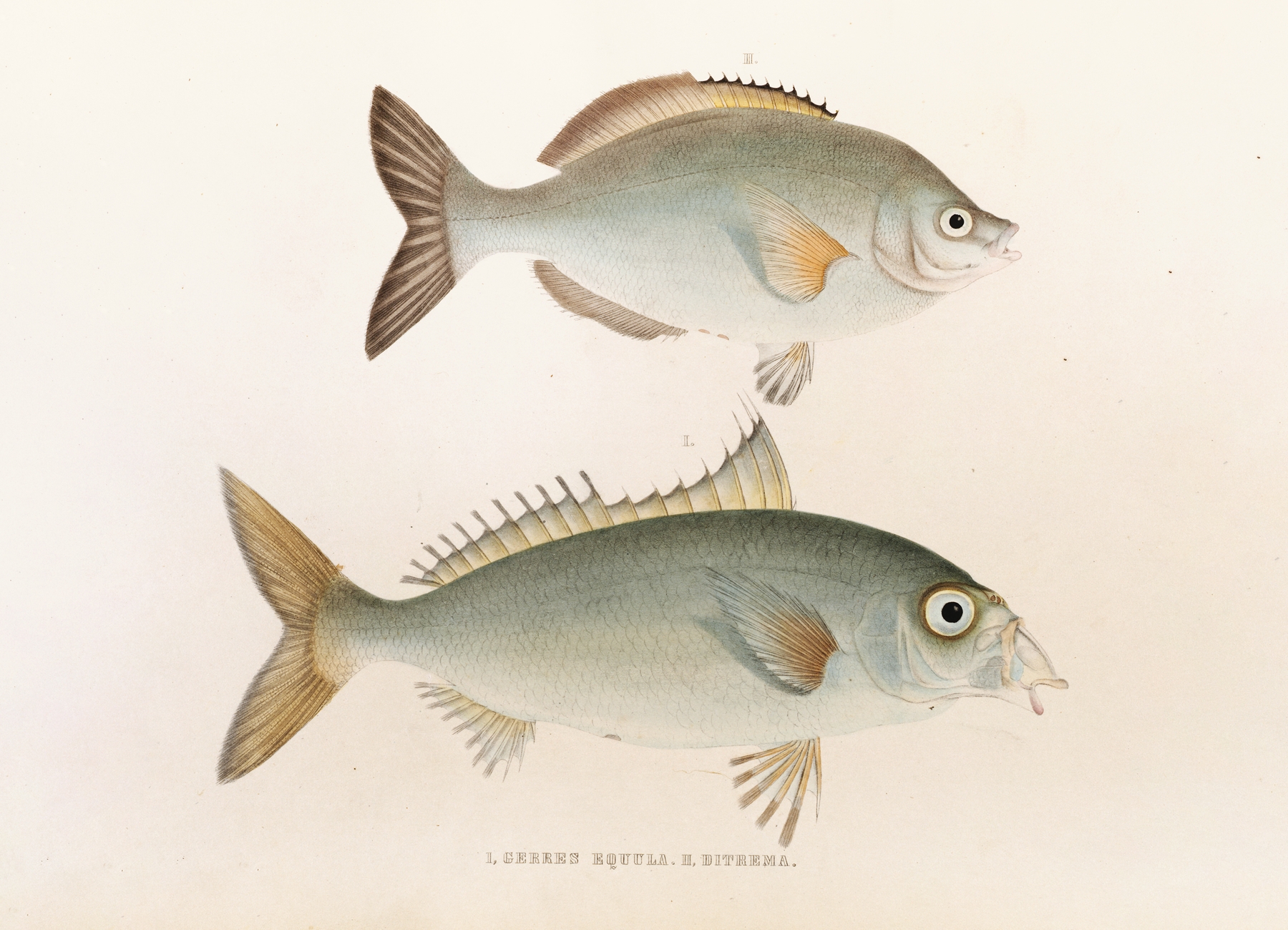 Fauna japonica Pl.053 by Philipp Franz Balthasar von Siebold