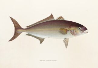 Fauna japonica Pl.074 by Philipp Franz Balthasar von Siebold